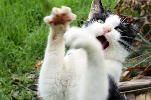 当橄榄枝遇上蓝鹰翅,新西兰击溃拉齐奥的冷门启示