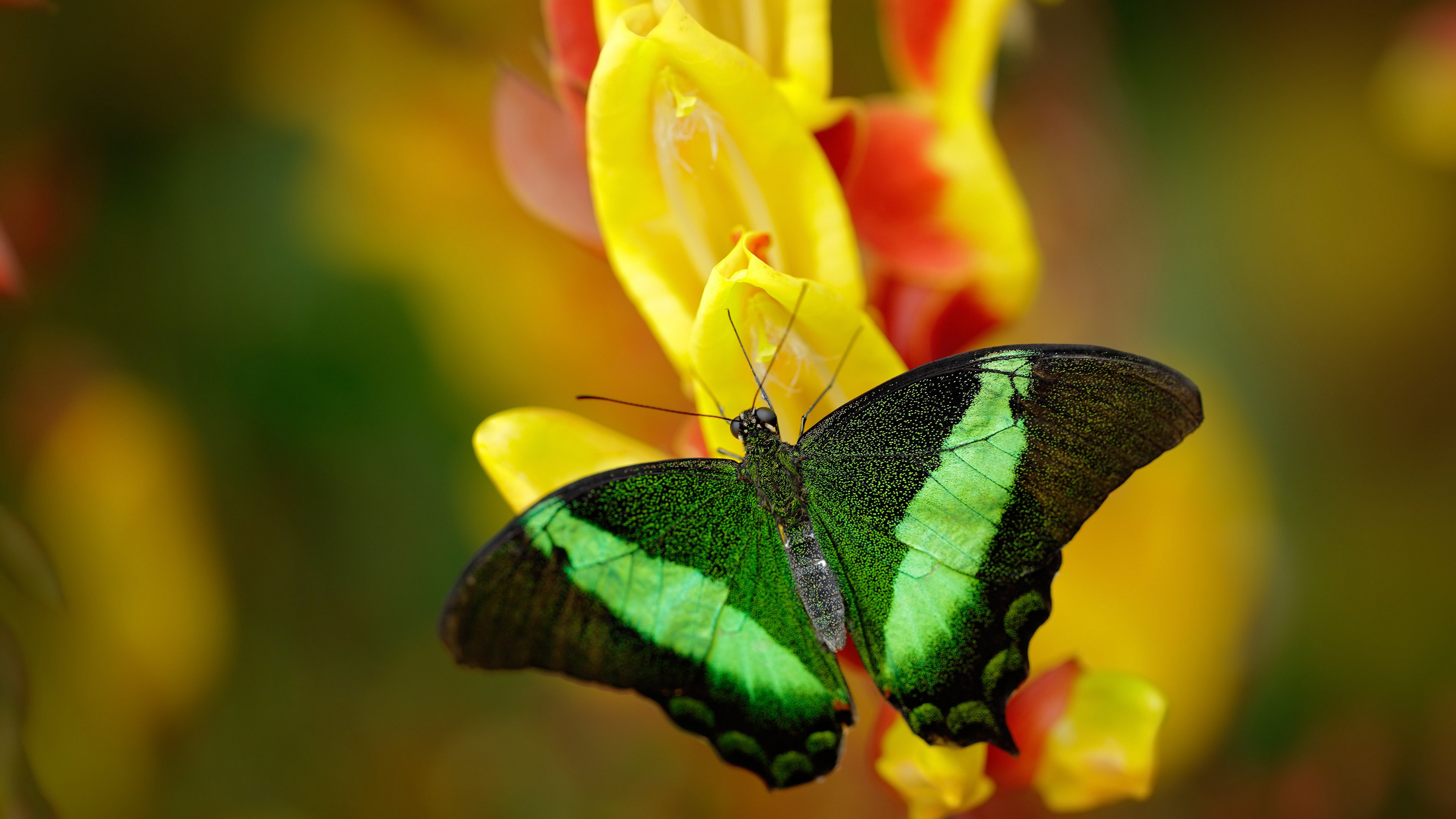 北欧神话不敌阿尔卑斯雪崩,梅西终场绝杀,助瑞士传奇队险胜挪威
