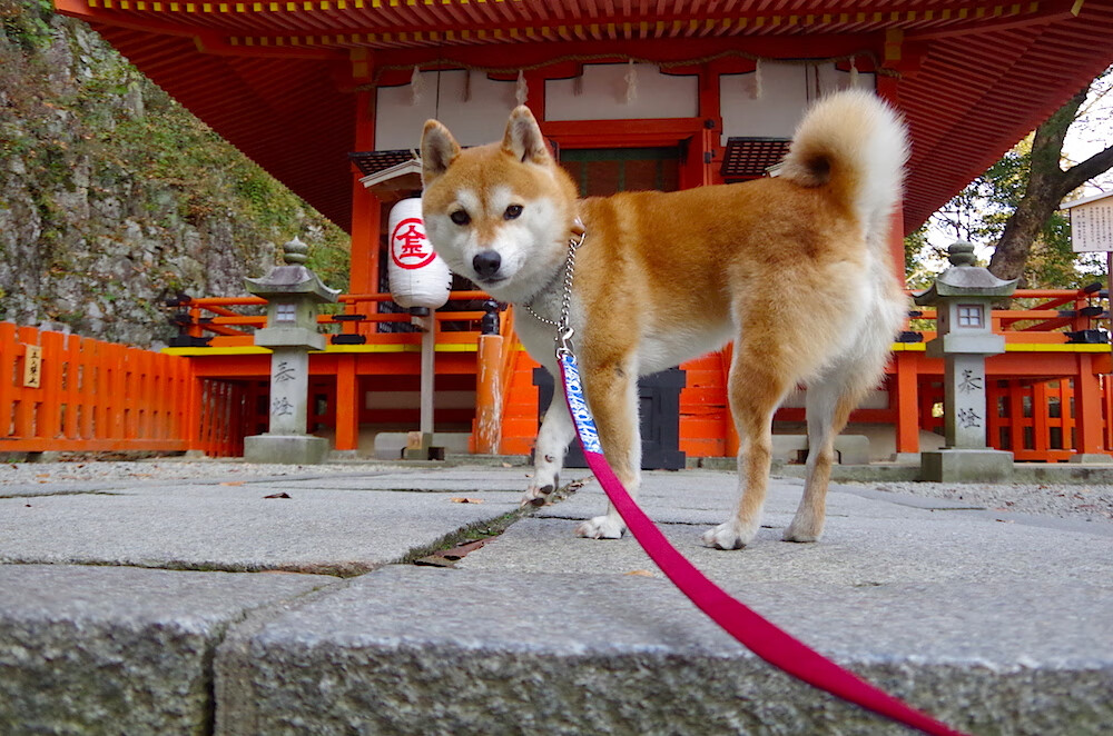 拉巴斯奇迹，当玻利维亚击溃加拿大，黄喜灿化身足球外交的关键先生