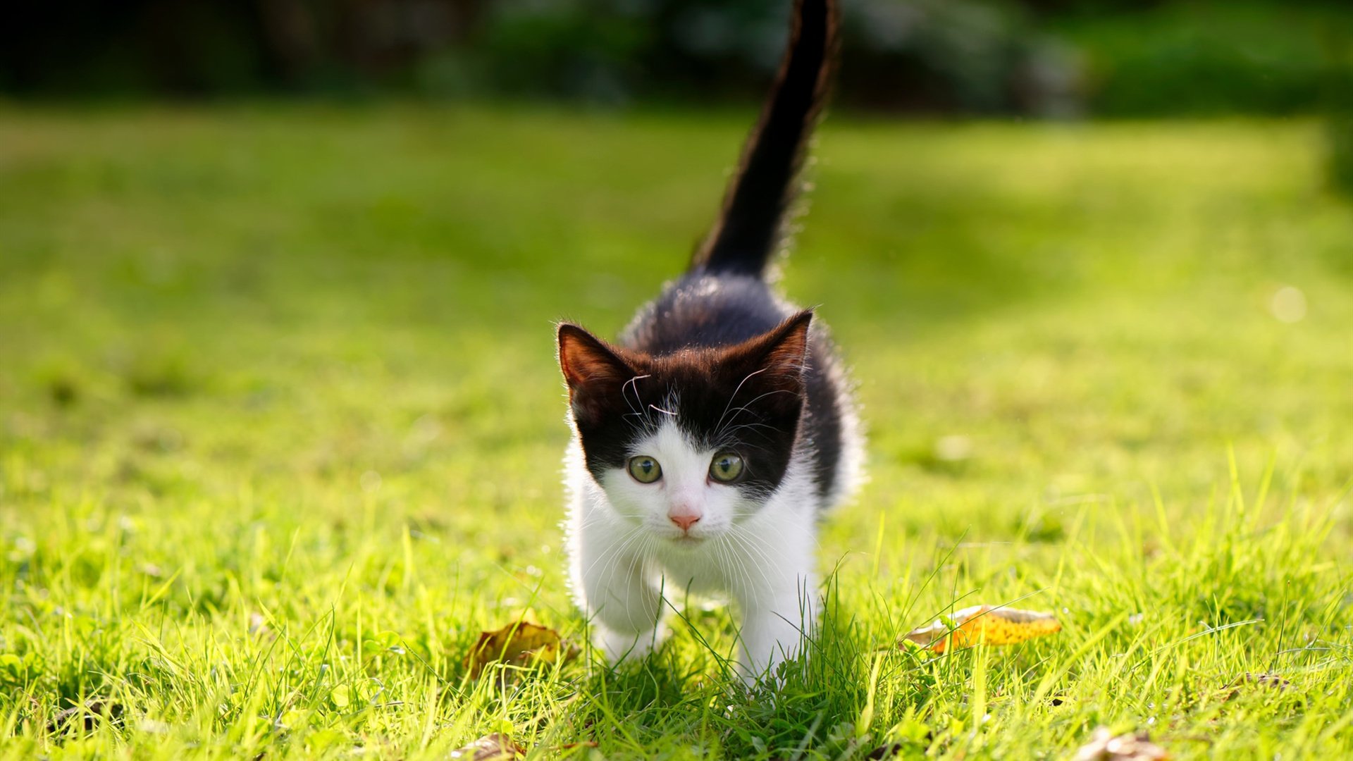 掀翻战车!里昂一锤定音,库尔图瓦封神回合诠释何谓不手软