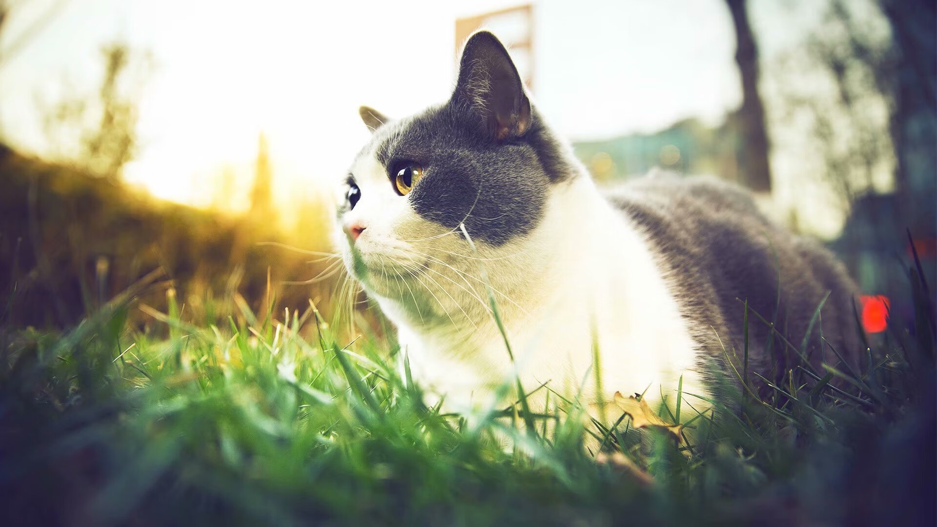 足球引力，从克罗地亚的鏖战，到迪马利亚的魔法