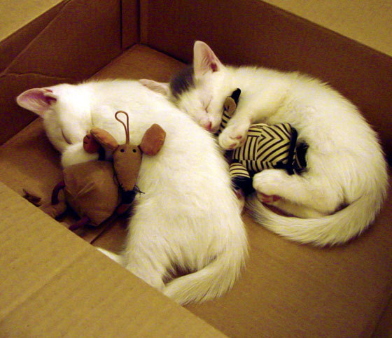 梅西化身关键先生！佛罗伦萨以艺术般节奏掌控力击溃比利亚雷亚尔