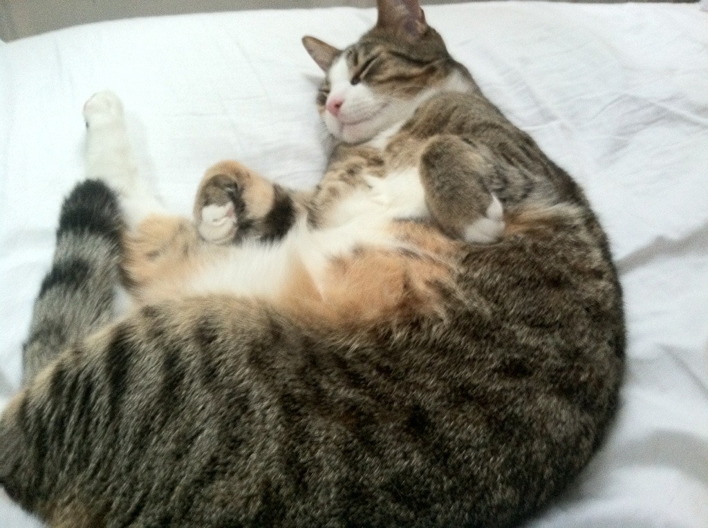 爱游戏APP-跨界风暴，当NBA公牛收割上海滩，拉梅洛却让欧冠决赛改姓篮球？