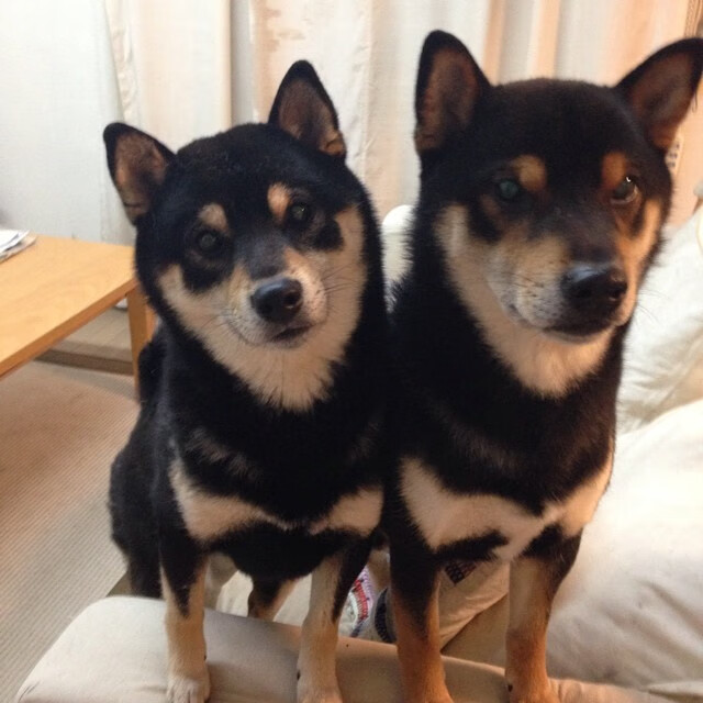 青春风暴踏平盐湖城,火箭新王牌之怒,爵士千年铁律告急