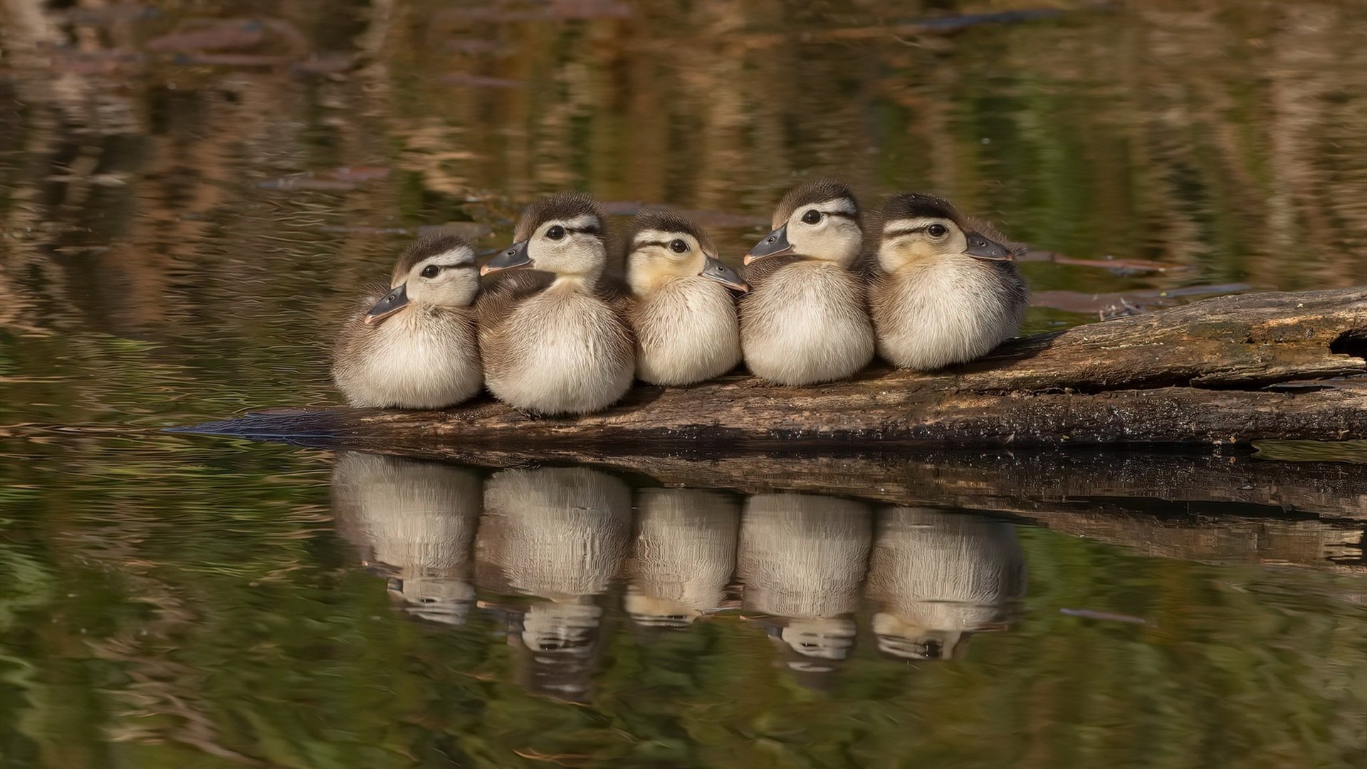欧冠决赛的中场奇观,老鹰篮球队轻取广厦队,跨界对决点燃激情之夜