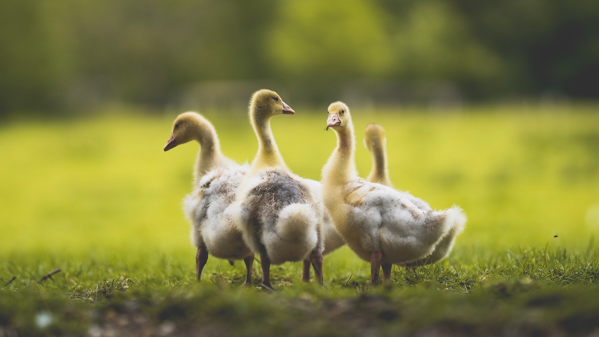 平行时空的对决,步行者铁血防守锁死快船,幻影莫兰特成关键先生