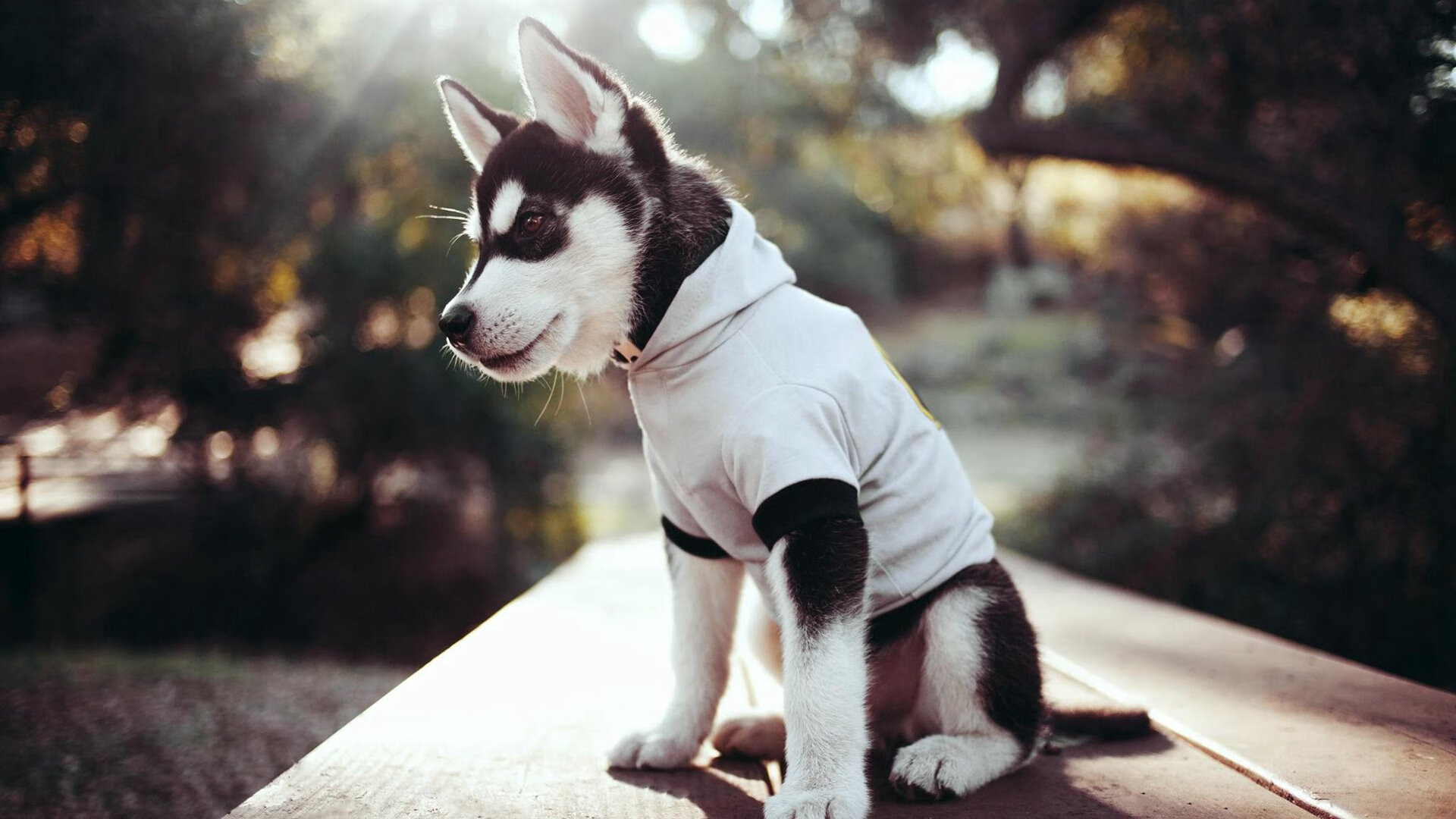 西决生死战焦点对决，独行侠摧枯拉朽打穿广厦队