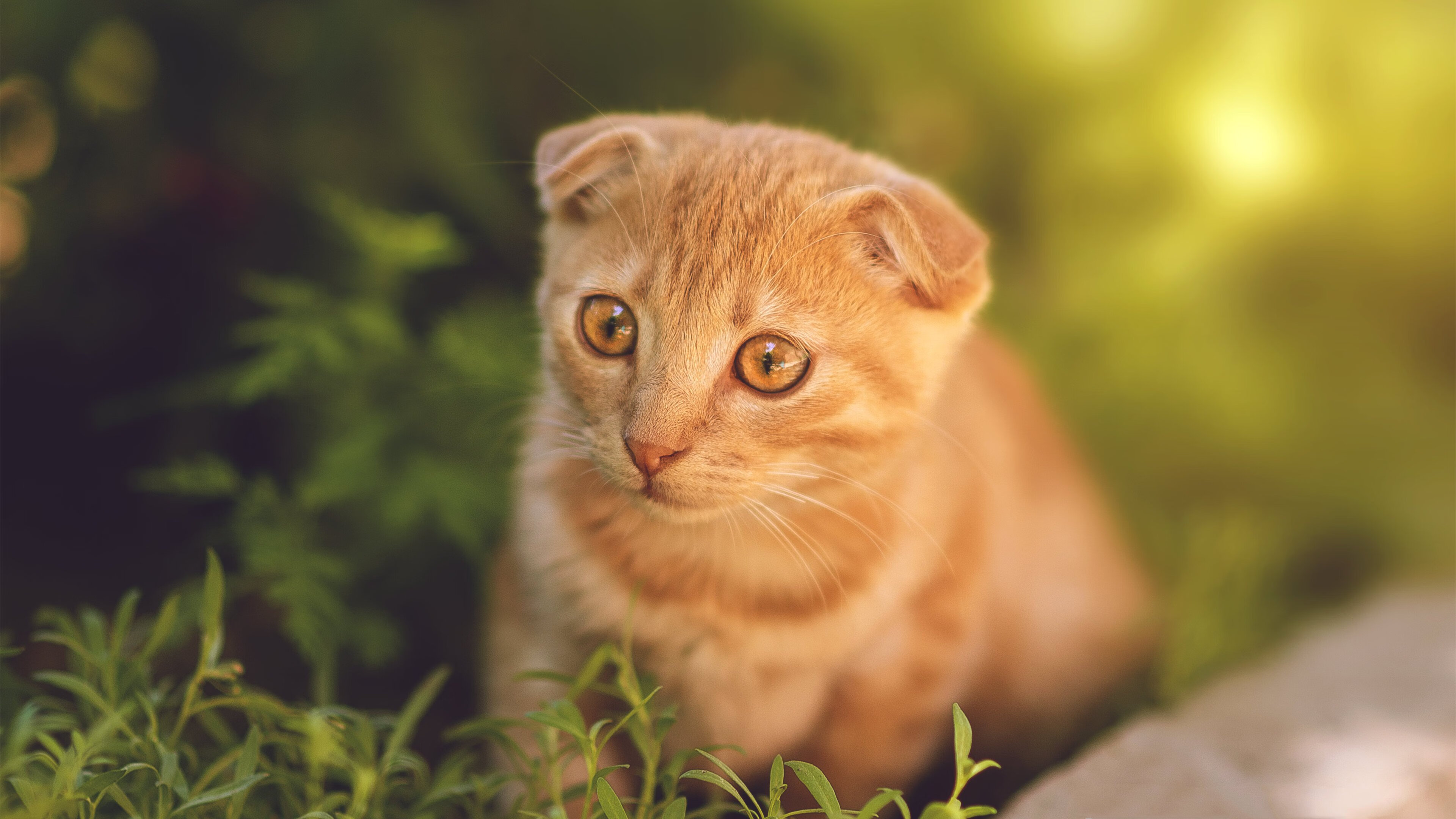 金字塔对太极,美加墨沙场,埃及军团如何扫落韩国星芒?