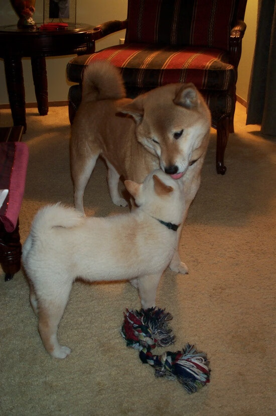 改写剧本,当福克斯与步行者在关键节点扼住强敌咽喉