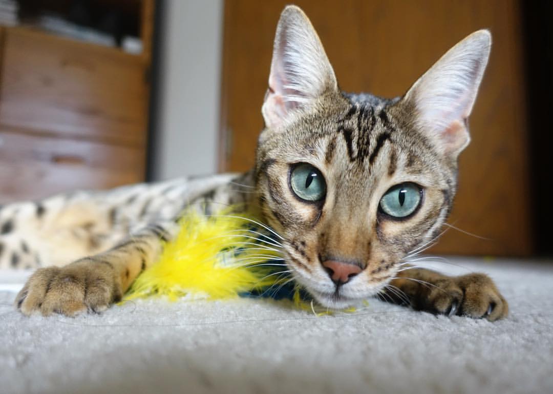 西决抢七夜，苍天借我三十秒