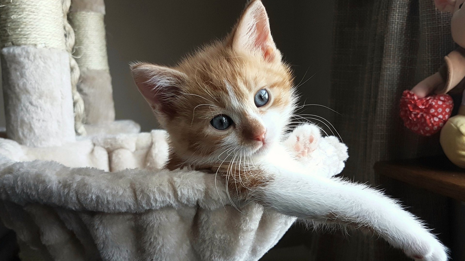 乔治流星雨，当雄鹿的闪电击穿深圳的铁幕