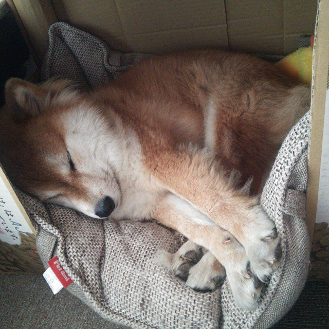 双星闪耀之夜，C罗焦点战完成自我救赎，摩纳哥碾压雷恩展冠军相