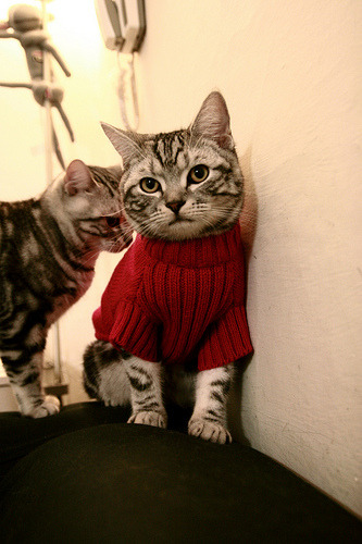 范弗利特时刻，当冷静成为最锋利的武器