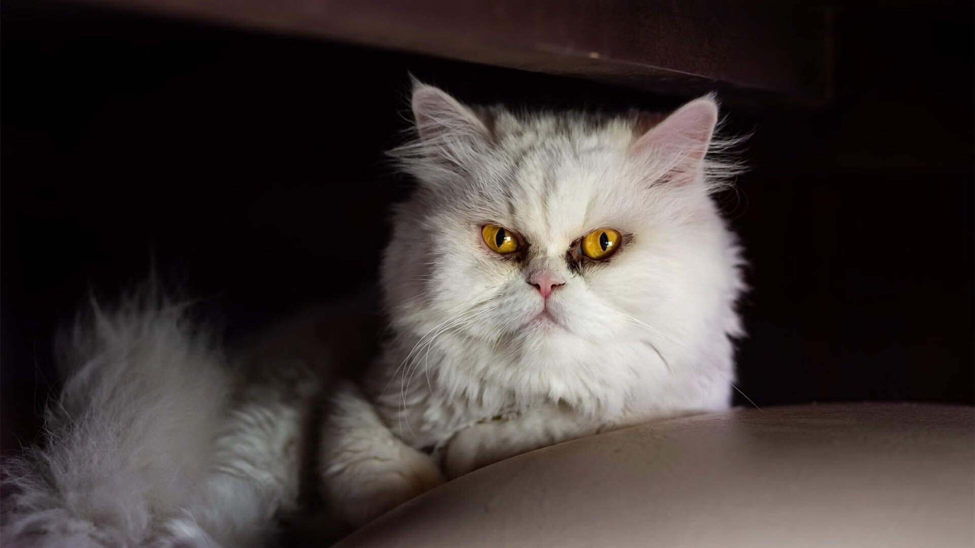 爱游戏大厅-逆鳞翻覆之夜，班凯罗扼住费城喉咙，魔术三节幻境终成空