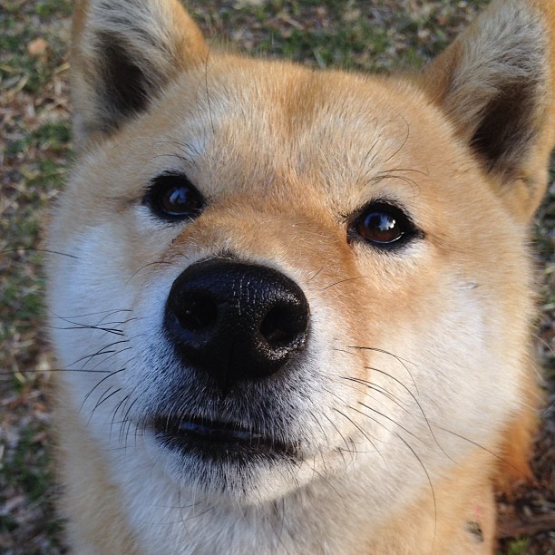 西决生死夜，当奇迹缺席时，约基奇以凡人之躯完成救赎