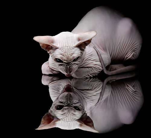 极速狂飙与禁区烈焰,当F1引擎的咆哮遇见奥斯梅恩的炽热脚步